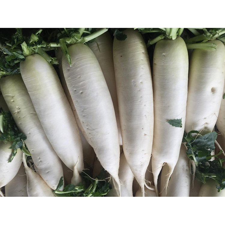 Uurige New Crop Fresh Redishi toiteväärtust, et tugevdada immuunsust ja pärssida vähirakkude kasvu